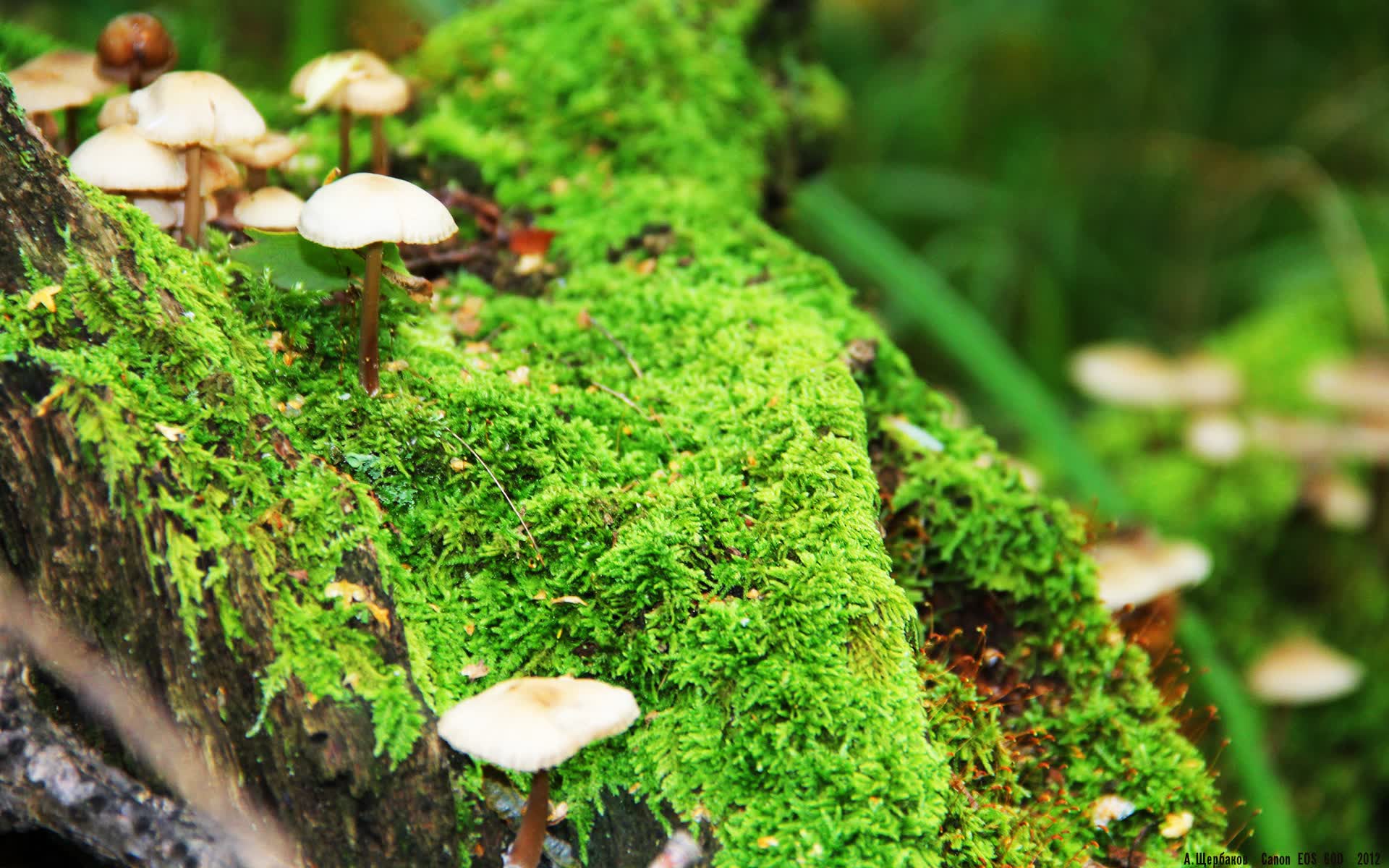 世界举重青年联赛技术升级试点经验发布，23届举重世界青年锦标赛